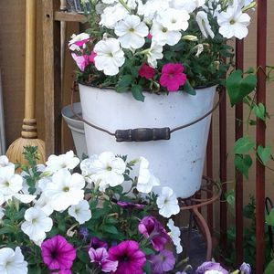 Meet your Posher, Janice